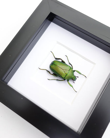 Framed green flower beetle taxidermy: african scarab entomology art