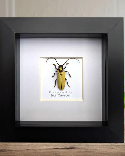 Prosopocera lucia longhorn beetle, taxidermy bug, entomology present, beetle collection, nature art, natural history, ethically sourced