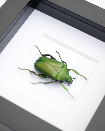 Framed green flower beetle taxidermy: african scarab entomology art