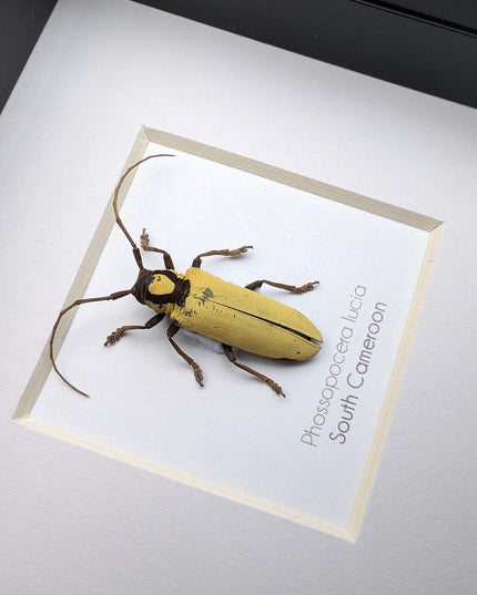 Prosopocera lucia longhorn beetle, taxidermy bug, entomology present, beetle collection, nature art, natural history, ethically sourced