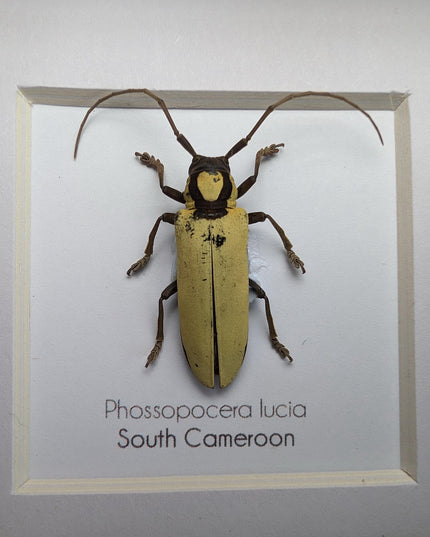 Prosopocera lucia longhorn beetle, taxidermy bug, entomology present, beetle collection, nature art, natural history, ethically sourced