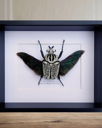 Framed Eastern Goliath Flower Beetle Taxidermy, Spread Wing Display (8x10)