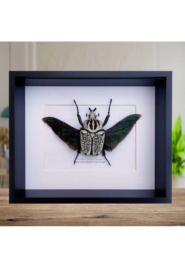Framed Eastern Goliath Flower Beetle Taxidermy, Spread Wing Display (8x10)