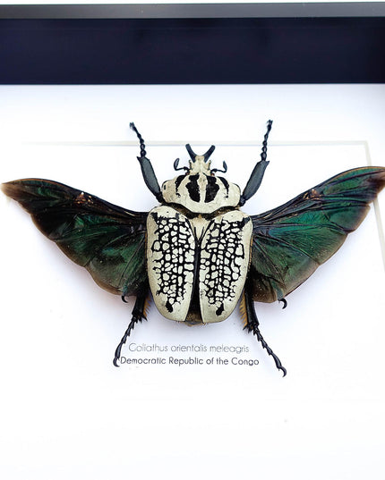 Framed Eastern Goliath Flower Beetle Taxidermy, Spread Wing Display (8x10)