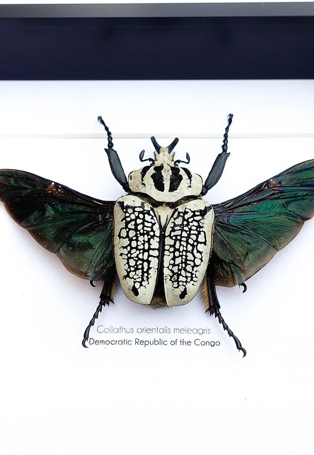 Framed Eastern Goliath Flower Beetle Taxidermy, Spread Wing Display (8x10)