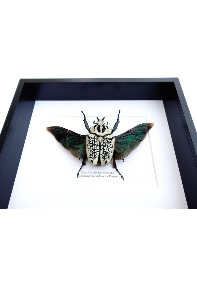 Framed Eastern Goliath Flower Beetle Taxidermy, Spread Wing Display (8x10)
