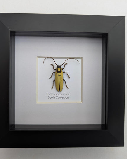 Prosopocera lucia longhorn beetle, taxidermy bug, entomology present, beetle collection, nature art, natural history, ethically sourced