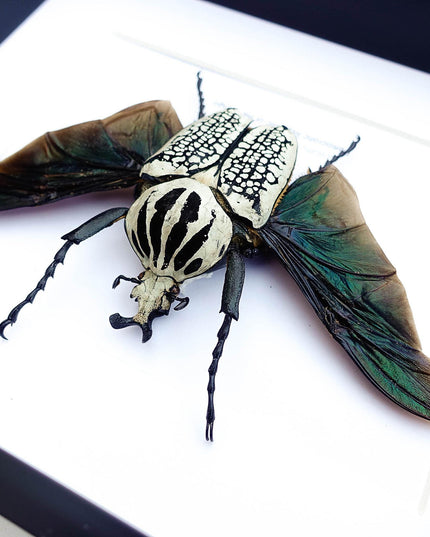 Framed Eastern Goliath Flower Beetle Taxidermy, Spread Wing Display (8x10)