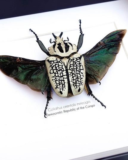 Framed Eastern Goliath Flower Beetle Taxidermy, Spread Wing Display (8x10)