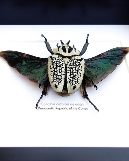 Framed Eastern Goliath Flower Beetle Taxidermy, Spread Wing Display (8x10)