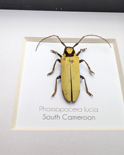 Prosopocera lucia longhorn beetle, taxidermy bug, entomology present, beetle collection, nature art, natural history, ethically sourced
