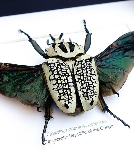 Framed Eastern Goliath Flower Beetle Taxidermy, Spread Wing Display (8x10)
