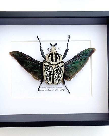Framed Eastern Goliath Flower Beetle Taxidermy, Spread Wing Display (8x10)