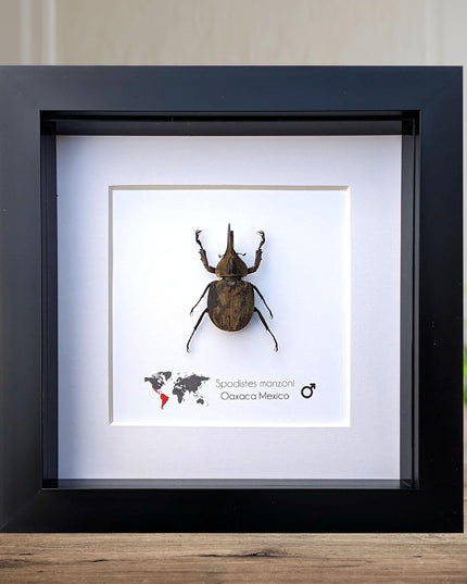 Framed Monzon's Hercules Beetle Taxidermy, Entomology Wall Decor (6" X 6")