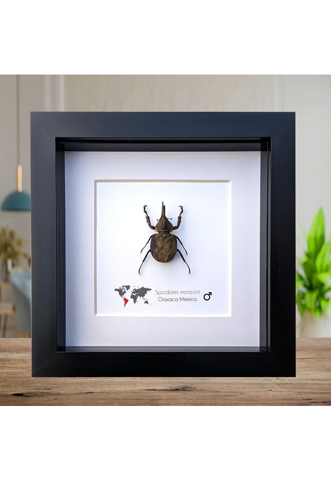 Framed Monzon's Hercules Beetle Taxidermy, Entomology Wall Decor (6" X 6")