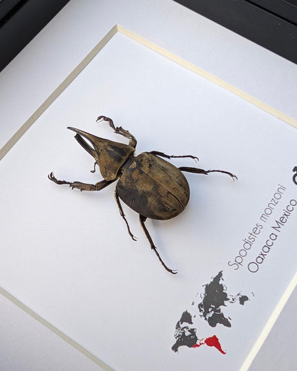 Framed Monzon's Hercules Beetle Taxidermy, Entomology Wall Decor (6" X 6")