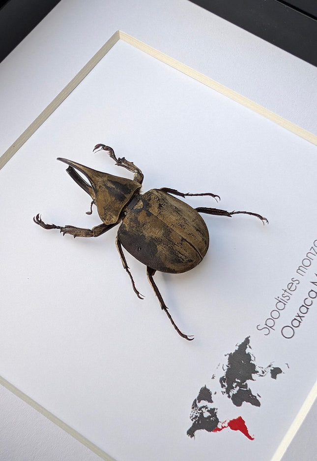 Framed Monzon's Hercules Beetle Taxidermy, Entomology Wall Decor (6" X 6")
