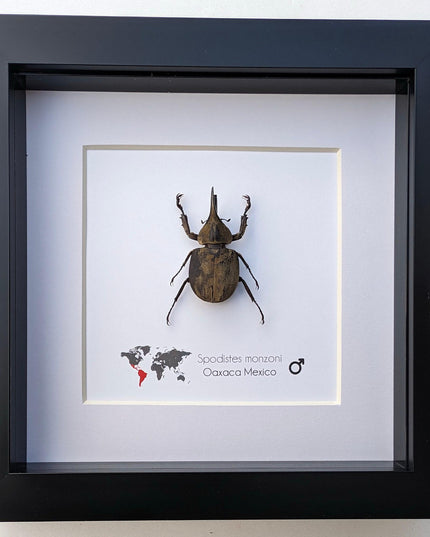 Framed Monzon's Hercules Beetle Taxidermy, Entomology Wall Decor (6" X 6")