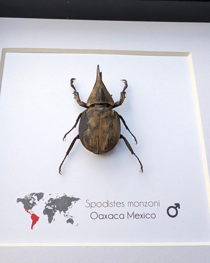 Framed Monzon's Hercules Beetle Taxidermy, Entomology Wall Decor (6" X 6")