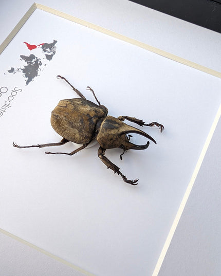Framed Monzon's Hercules Beetle Taxidermy, Entomology Wall Decor (6" X 6")