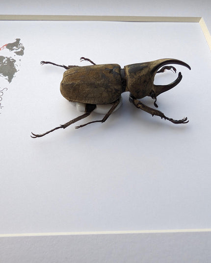 Framed Monzon's Hercules Beetle Taxidermy, Entomology Wall Decor (6" X 6")