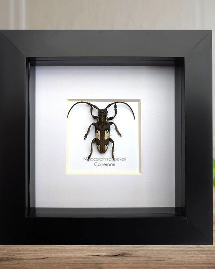 Mimocalothyrza speyeri, cerambycidae, taxidermy beetle, entomology present, beetle collection, nature art, natural history, ethically source