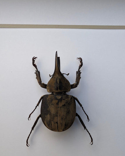 Framed Monzon's Hercules Beetle Taxidermy, Entomology Wall Decor (6" X 6")