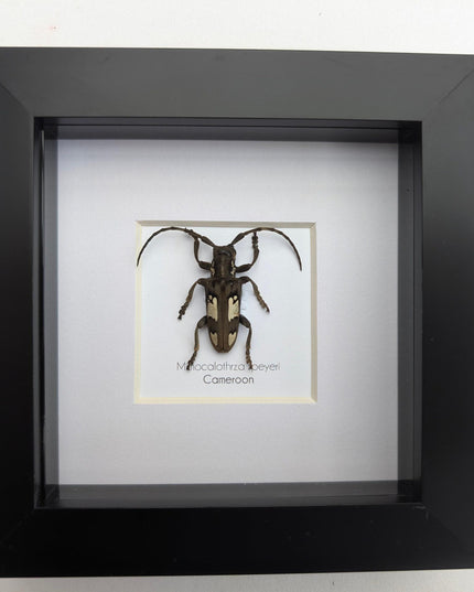 Mimocalothyrza speyeri, cerambycidae, taxidermy beetle, entomology present, beetle collection, nature art, natural history, ethically source