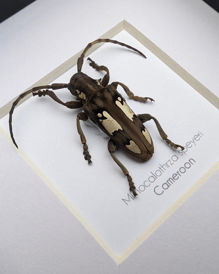 Mimocalothyrza speyeri, cerambycidae, taxidermy beetle, entomology present, beetle collection, nature art, natural history, ethically source