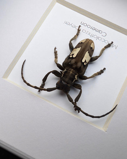 Mimocalothyrza speyeri, cerambycidae, taxidermy beetle, entomology present, beetle collection, nature art, natural history, ethically source