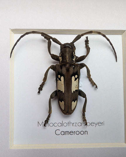 Mimocalothyrza speyeri, cerambycidae, taxidermy beetle, entomology present, beetle collection, nature art, natural history, ethically source