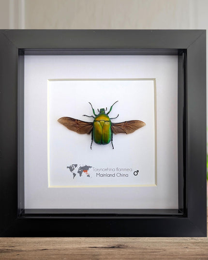 Flame beetle taxidermy, torynorrhina flammea, entomology gift (6x6)