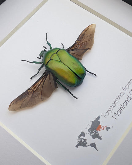 Flame beetle taxidermy, torynorrhina flammea, entomology gift (6x6)