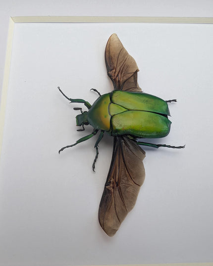 Flame beetle taxidermy, torynorrhina flammea, entomology gift (6x6)