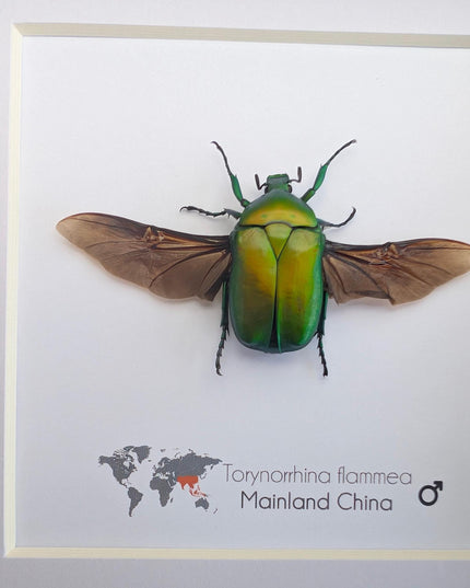 Flame beetle taxidermy, torynorrhina flammea, entomology gift (6x6)