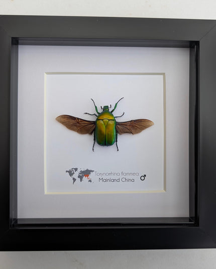 Flame beetle taxidermy, torynorrhina flammea, entomology gift (6x6)