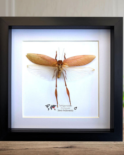 Framed pink katydid specimen: tettigoniidae ssp, indonesia (8x8)