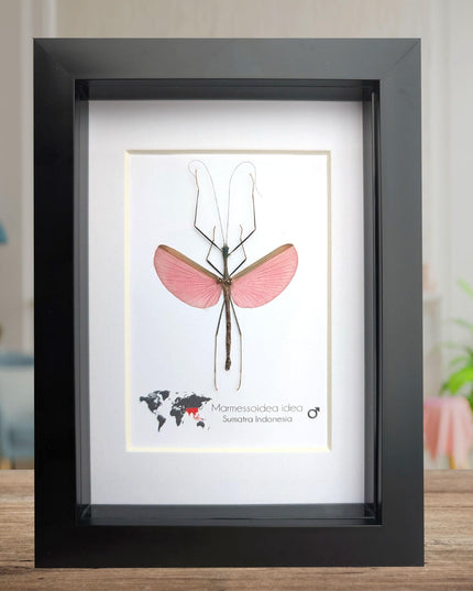 Framed Pink Walking Stick Insect, Ethically Sourced Taxidermy Specimen
