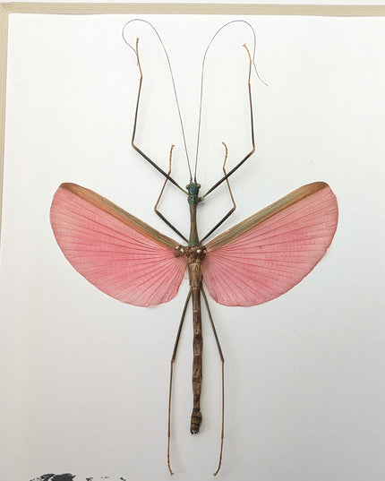 Framed Pink Walking Stick Insect, Ethically Sourced Taxidermy Specimen