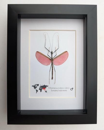Framed Pink Walking Stick Insect, Ethically Sourced Taxidermy Specimen