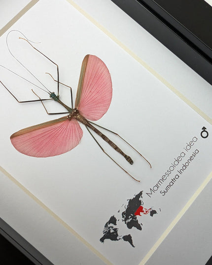 Framed Pink Walking Stick Insect, Ethically Sourced Taxidermy Specimen