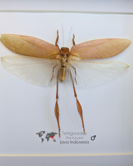 Framed pink katydid specimen: tettigoniidae ssp, indonesia (8x8)