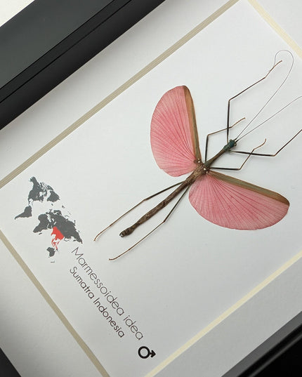 Framed Pink Walking Stick Insect, Ethically Sourced Taxidermy Specimen