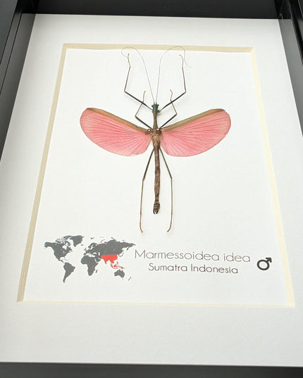 Framed Pink Walking Stick Insect, Ethically Sourced Taxidermy Specimen