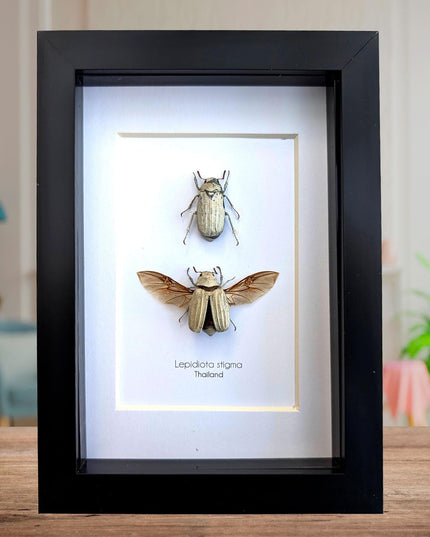 Taxidermy Beetle Display, Lepidiota Stigma Pair, Ethically Sourced Insect Art (5x7)