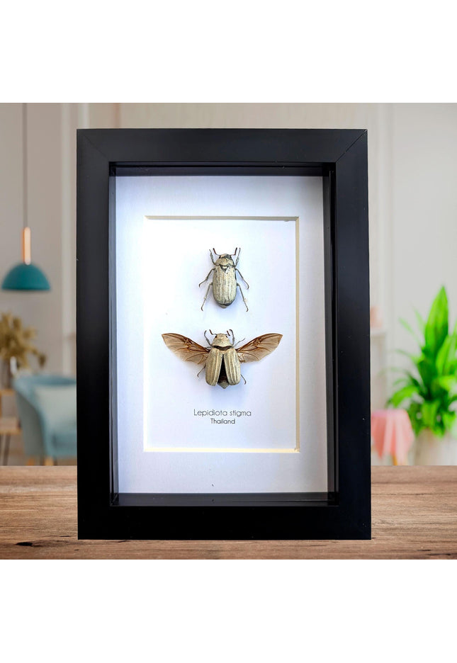 Taxidermy Beetle Display, Lepidiota Stigma Pair, Ethically Sourced Insect Art (5x7)