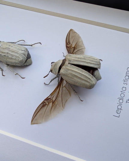 Taxidermy Beetle Display, Lepidiota Stigma Pair, Ethically Sourced Insect Art (5x7)