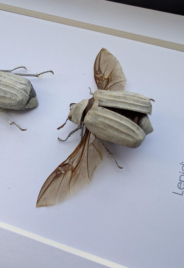 Taxidermy Beetle Display, Lepidiota Stigma Pair, Ethically Sourced Insect Art (5x7)