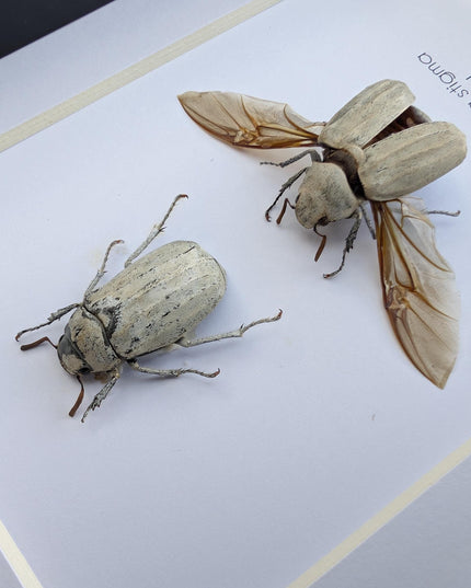 Taxidermy Beetle Display, Lepidiota Stigma Pair, Ethically Sourced Insect Art (5x7)