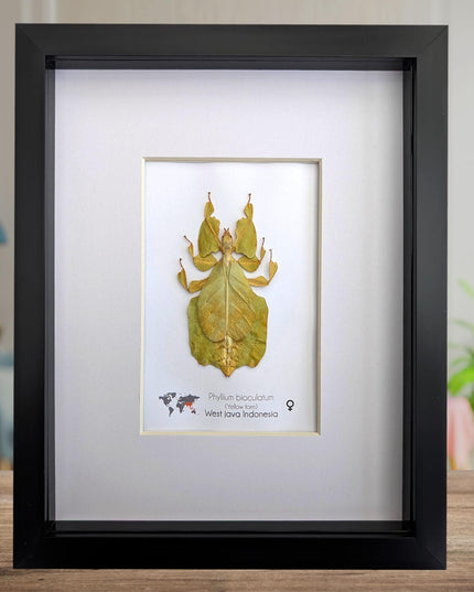 Pulchriphyllium or phyllium bioculatum, seychelles leaf insect, javanese leaf insect, gray's leaf from indonesia, yellow, framed  8" x 10"